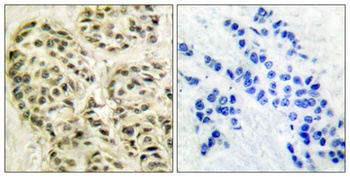 Cyclin L1 antibody