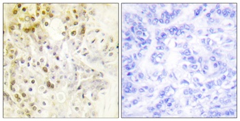 Cyclin L1 antibody