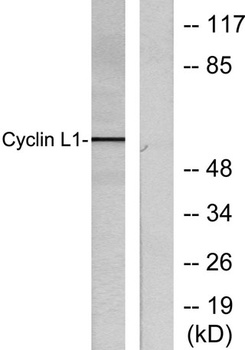Cyclin L1 rabbit pAb