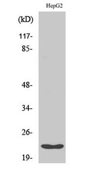 Cyclophilin F rabbit pAb
