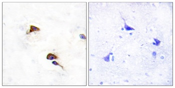 Cyclophilin F rabbit pAb