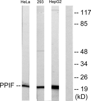 Cyclophilin F rabbit pAb