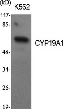 CYP19A1 antibody