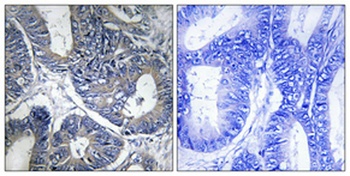 CYP1A1/2 antibody