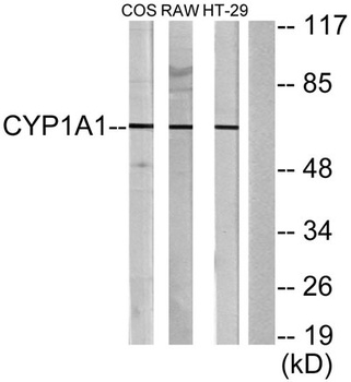 CYP1A1/2 antibody