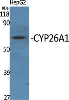 CYP26A1 rabbit pAb