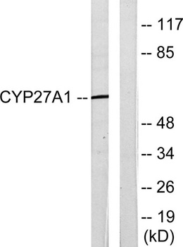 CYP27A1 antibody