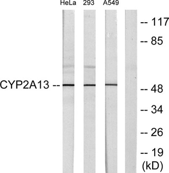CYP2A13 rabbit pAb
