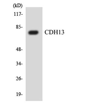 CYP2A13 rabbit pAb