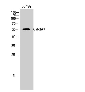 CYP2A7 antibody