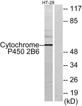 CYP2B6 rabbit pAb