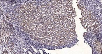 CYP2B6 rabbit pAb