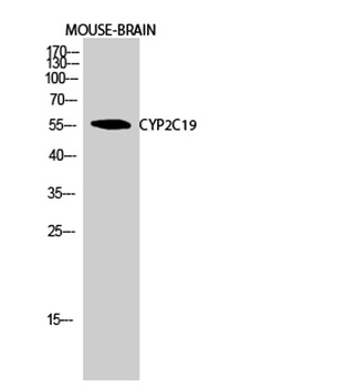 CYP2C19 antibody