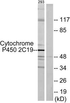 CYP2C19 antibody