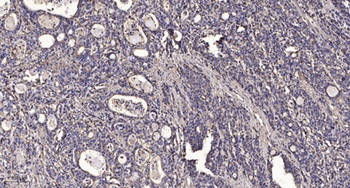 CYP2C19 rabbit pAb
