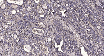 CYP2C19 antibody