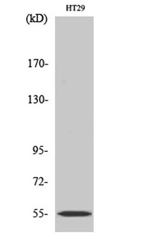 CYP2D6 rabbit pAb Antibody