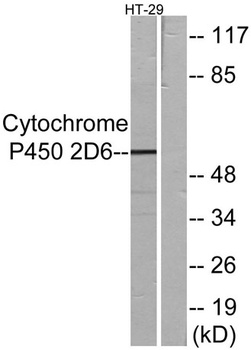 CYP2D6 rabbit pAb Antibody