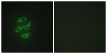 CYP2J2 antibody