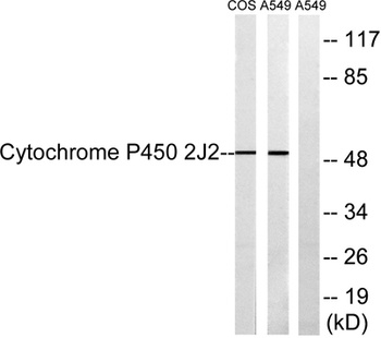 CYP2J2 rabbit pAb