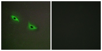 CYP2S1 antibody