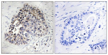 CYP2S1 antibody