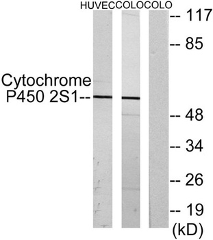 CYP2S1 rabbit pAb