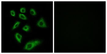 CYP2W1 rabbit pAb