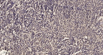 CYP39A1 rabbit pAb