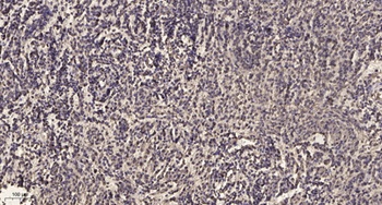 CYP39A1 antibody