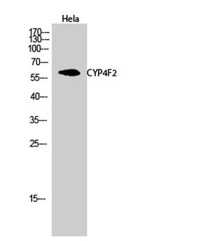 CYP4F2 rabbit pAb