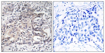 CYP4X1 antibody