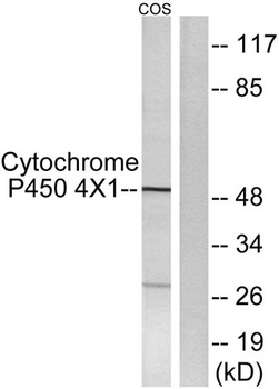 CYP4X1 rabbit pAb