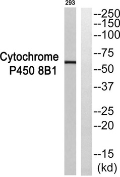 CYP8B1 rabbit pAb
