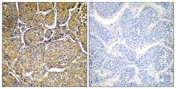 CYP8B1 antibody