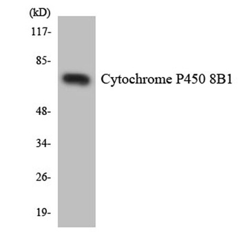 CYP8B1 rabbit pAb