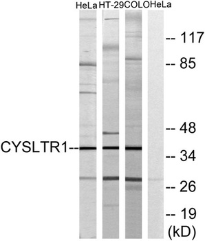 CysLTR1 rabbit pAb