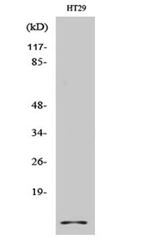 Cystatin A rabbit pAb