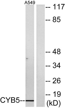 Cytochrome b5 rabbit pAb
