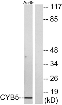 Cytochrome b5 antibody