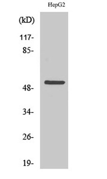 Cytokeratin 7 rabbit pAb
