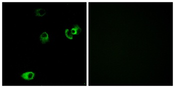 D4DR antibody