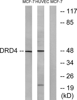 D4DR antibody