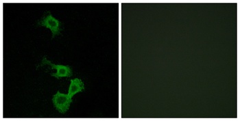 Dab1 antibody