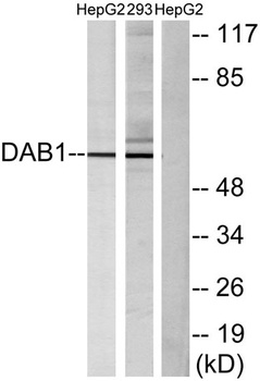 Dab1 rabbit pAb