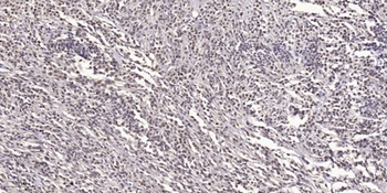 DACA-1 rabbit pAb