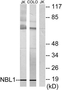 DAN antibody