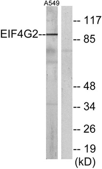 DAP-5 antibody