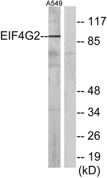 DAP-5 rabbit pAb