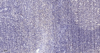 DAP-5 antibody